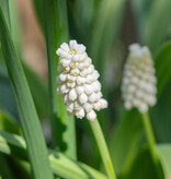 Traubenhyazinthe  Muscari botryoides 'Casablanca', BIO (Traubenhyazinthe)