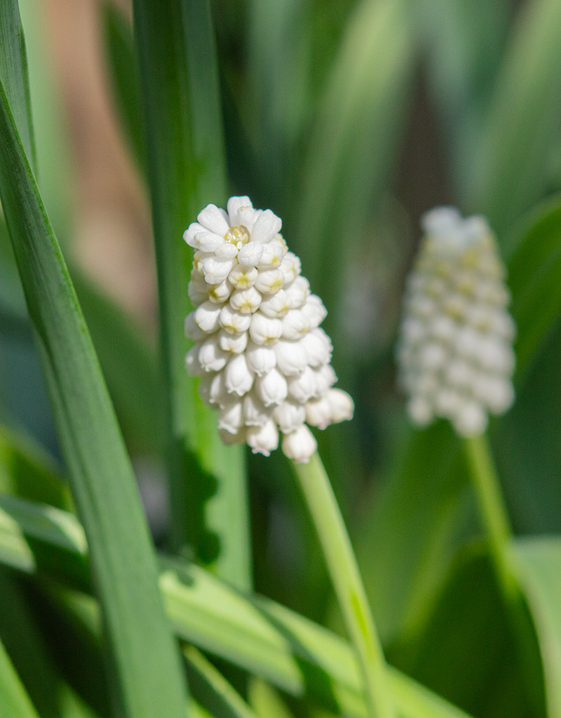 Traubenhyazinthe  Muscari botryoides 'Casablanca', BIO (Traubenhyazinthe)
