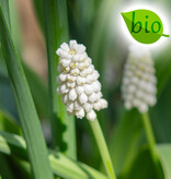 Traubenhyazinthe  Muscari botryoides 'Casablanca', BIO (Traubenhyazinthe)