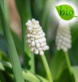 Traubenhyazinthe  Muscari botryoides 'Casablanca', BIO