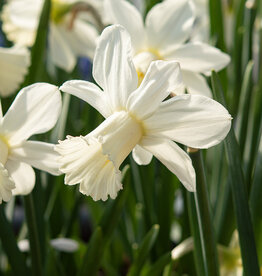Narzisse  Narcissus 'Lady Madonna'