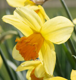 Narzisse  Narcissus 'Fortissimo'