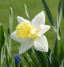 Narzisse  Narcissus 'Mount Hood'
