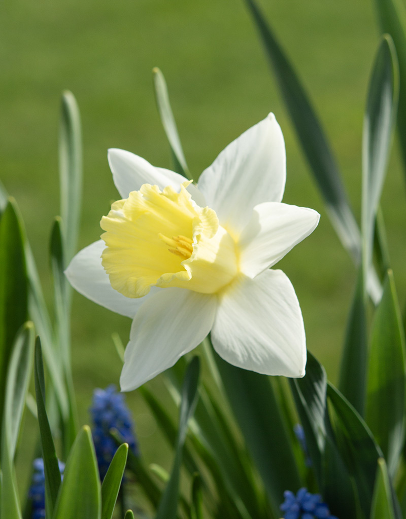 Narzisse  Narcissus 'Mount Hood'