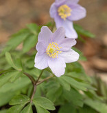 Buschwindröschen  Anemone nemorosa 'Atley' (Buschwindröschen) - Stinsenpflanze