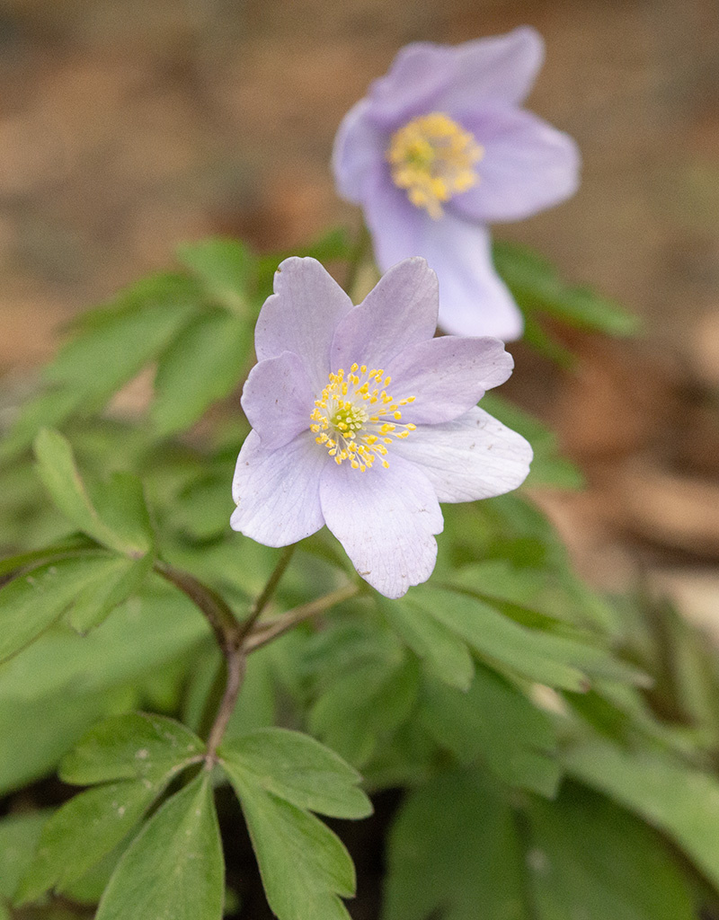 Buschwindröschen  Anemone nemorosa 'Atley' (Buschwindröschen) - Stinsenpflanze