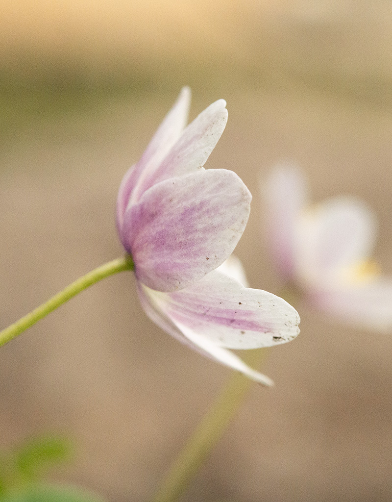 Buschwindröschen  Anemone nemorosa 'Axel' (Buschwindröschen) - Stinsenpflanze (Direktversand)