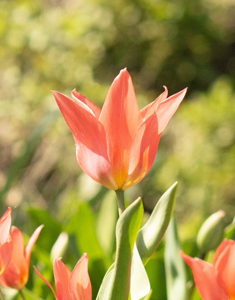Tulpe  Tulipa ‘Toronto’ (Tulpe)