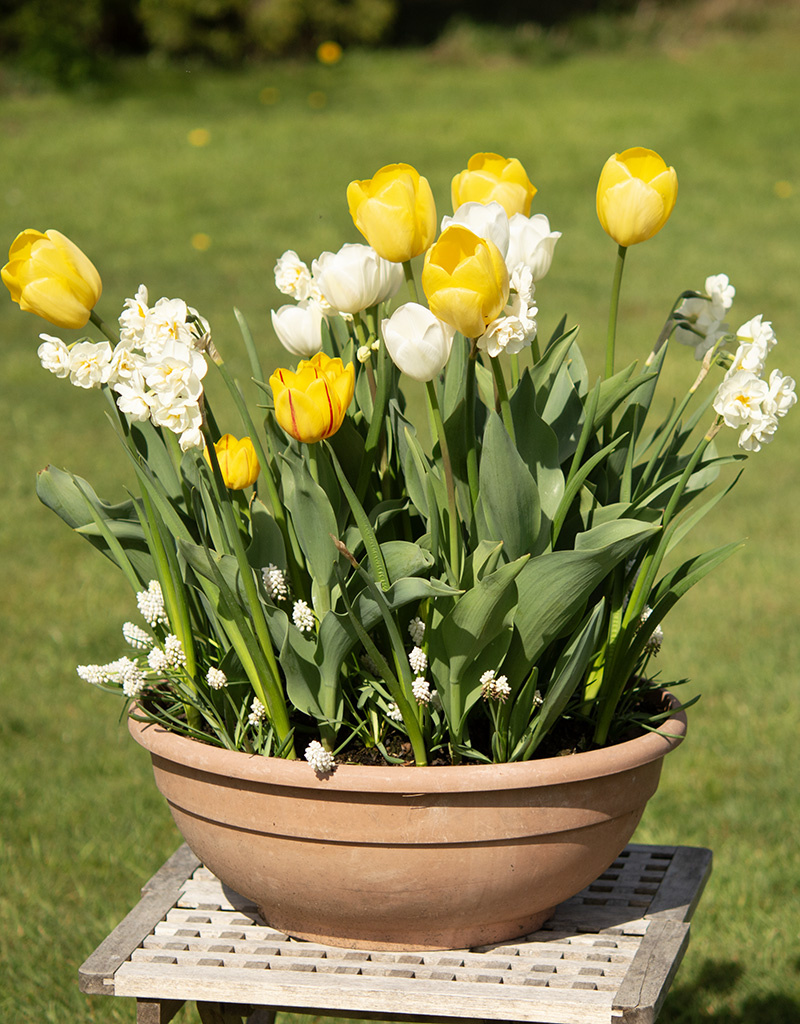 Mischung  Mischung: Frühlingsgefühle - BIO