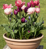 Mischung  Mischung: Frühjahrssonate - BIO