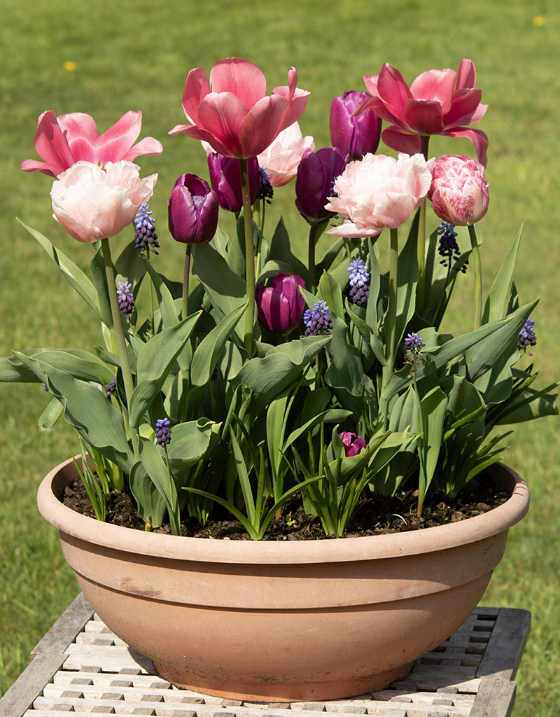 Mischung  Mischung: Frühjahrssonate - BIO