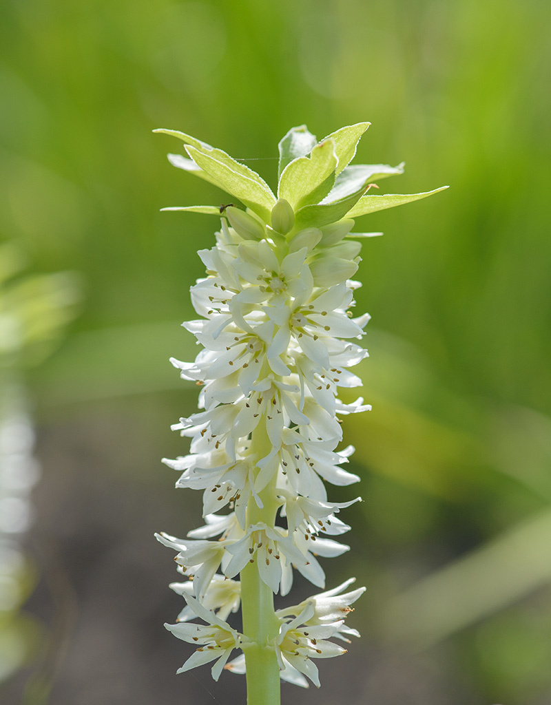 Ananaslilie  Eucomis autumnalis - ANGEBOT