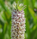 Ananaslilie  Eucomis montana - natürlicher Anbau - ANGEBOT