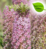 Ananaslilie  Eucomis comosa 'Pink Gin' - natürlicher Anbau - ANGEBOT