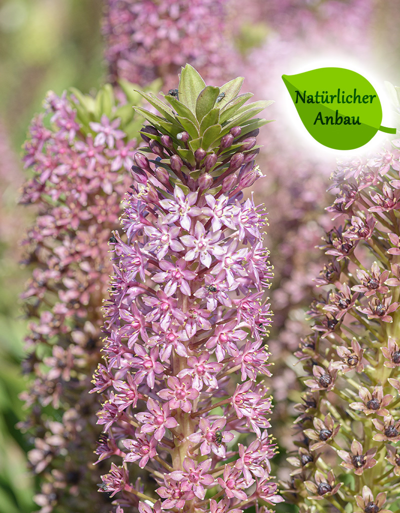 Ananaslilie  Eucomis comosa 'Pink Gin' - natürlicher Anbau - ANGEBOT