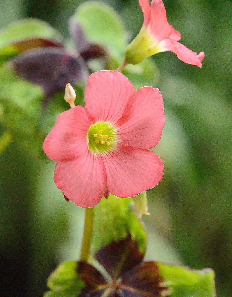 Sauerklee  Oxalis tetraphylla 'Iron Cross', BIO - ANGEBOT