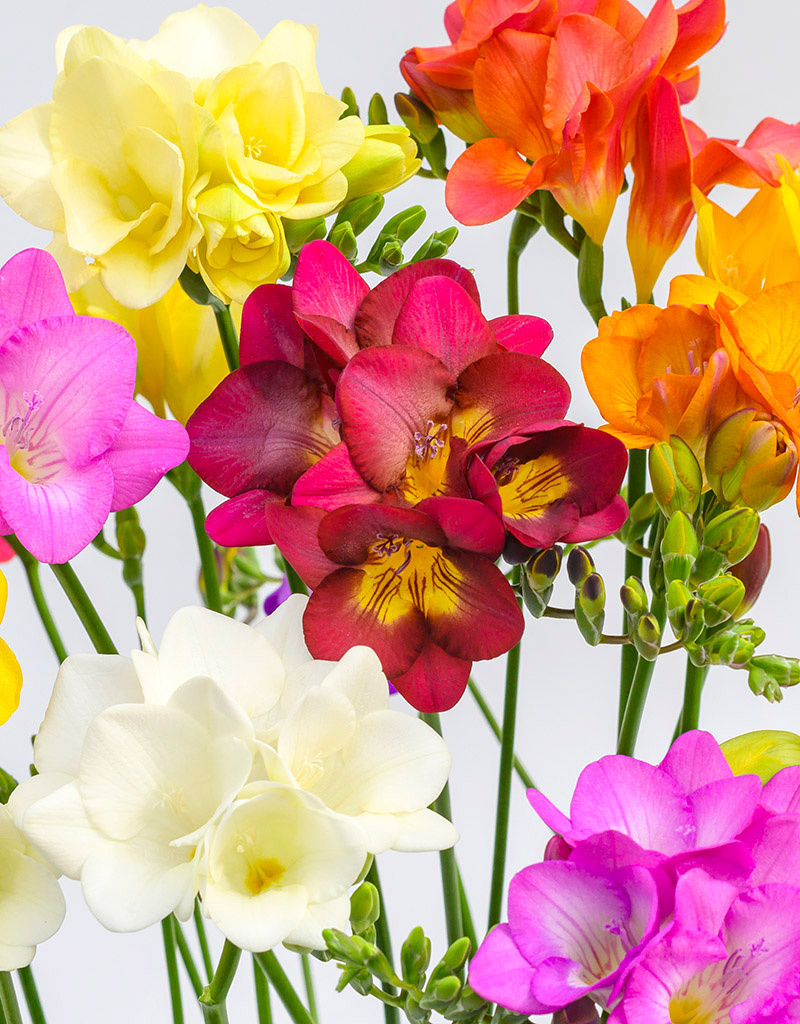 Freesia Freesia mix, BIO - ANGEBOT