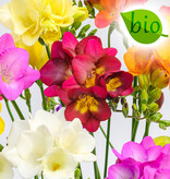 Freesia Freesia mix, BIO - ANGEBOT