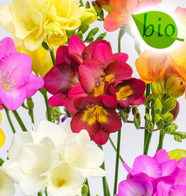 Freesia Freesia mix, BIO - ANGEBOT