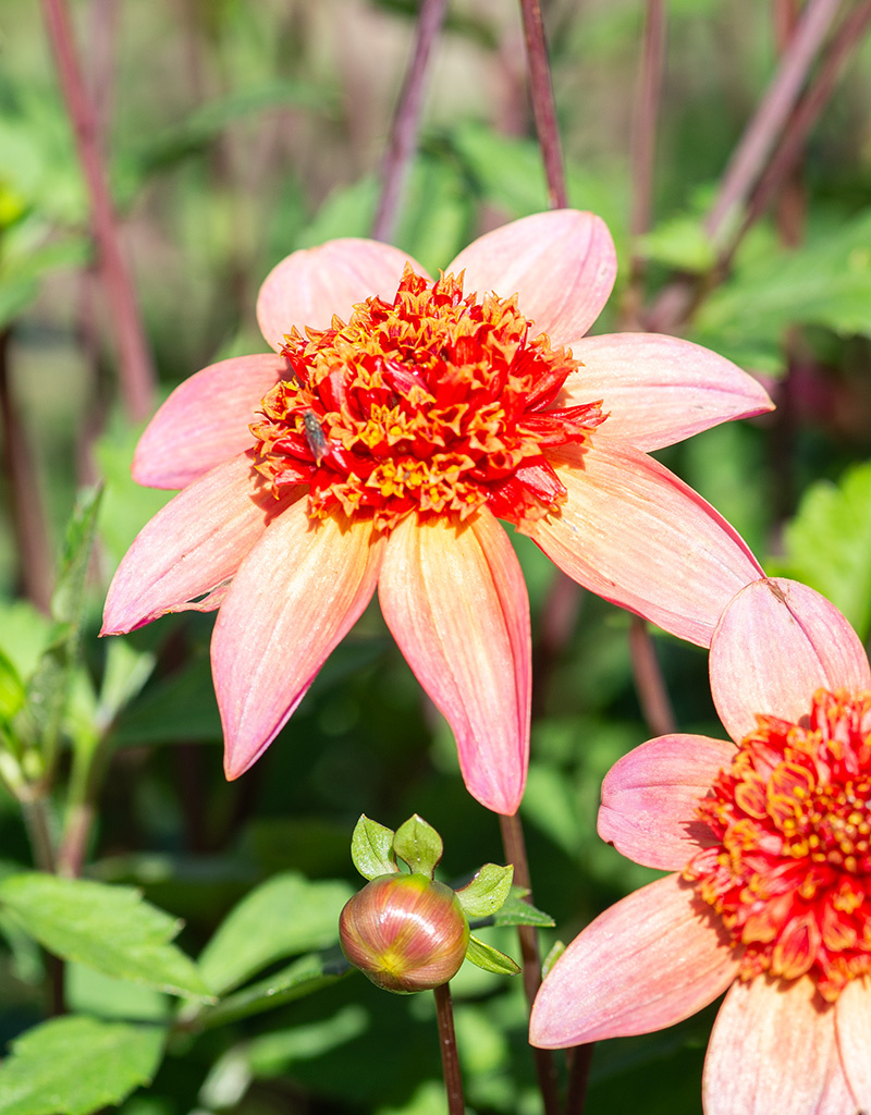 Dahlia  Dahlia 'Totally Tangerine', BIO - ANGEBOT