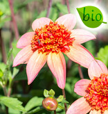 Dahlia  Dahlia 'Totally Tangerine', BIO - ANGEBOT