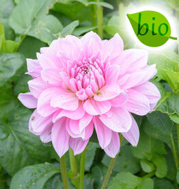 Dahlia  Dahlia 'Lavender Perfection', BIO  - ANGEBOT