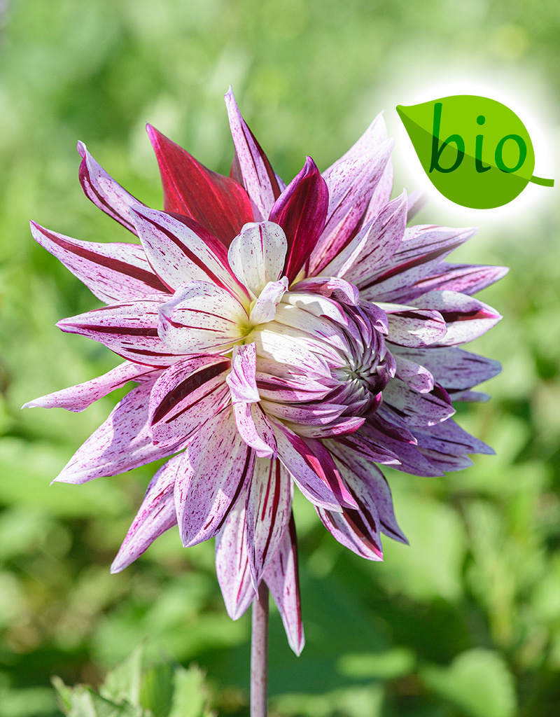 Dahlia  Dahlia 'Avignon', BIO - ANGEBOT