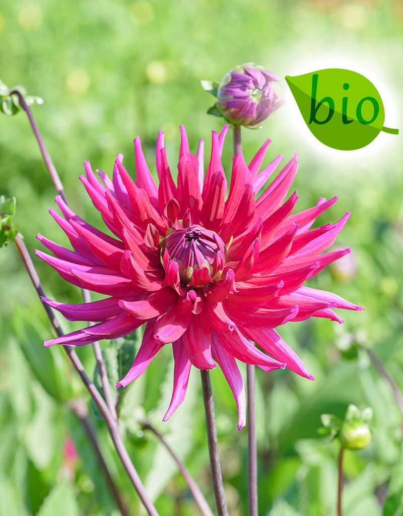 Dahlia  Dahlia 'Orfeo', BIO - ANGEBOT