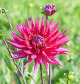Dahlia  Dahlia 'Orfeo', BIO - ANGEBOT