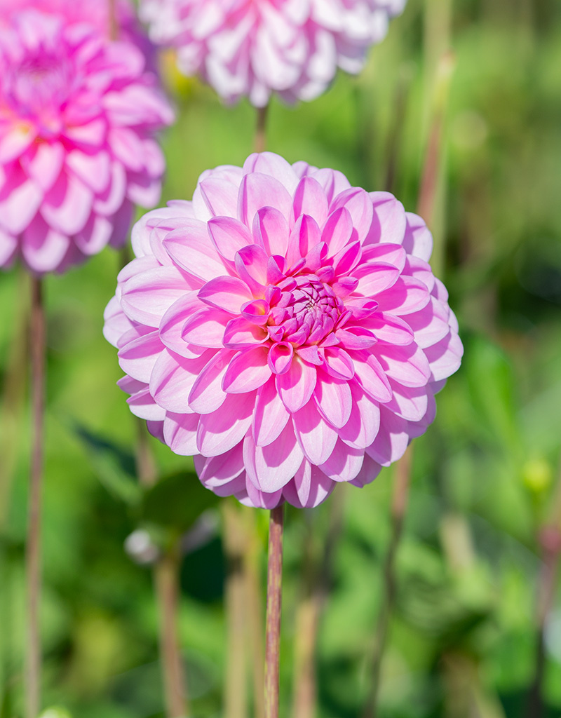 Dahlia  Dahlia 'Pink Pop', BIO - ANGEBOT