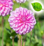 Dahlia  Dahlia 'Pink Pop', BIO - ANGEBOT
