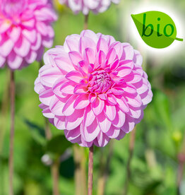 Dahlia  Dahlia 'Pink Pop', BIO - ANGEBOT