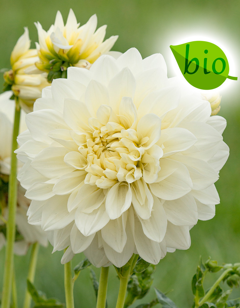 Dahlia  Dahlia 'White Perfection', BIO - ANGEBOT