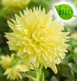 Dahlia  Dahlia 'Bilbao', BIO - ANGEBOT