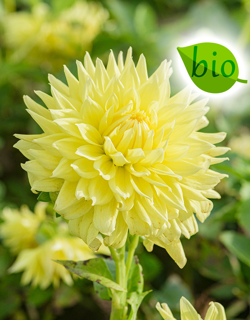 Dahlia  Dahlia 'Bilbao', BIO - ANGEBOT
