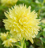 Dahlia  Dahlia 'Bilbao', BIO - ANGEBOT