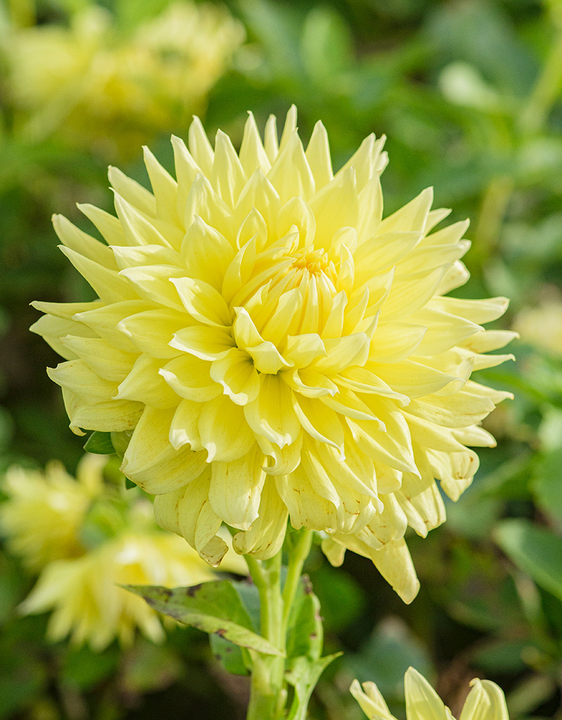 Dahlia  Dahlia 'Bilbao', BIO - ANGEBOT