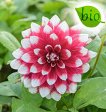 Dahlia  Dahlia 'Duet', BIO - ANGEBOT