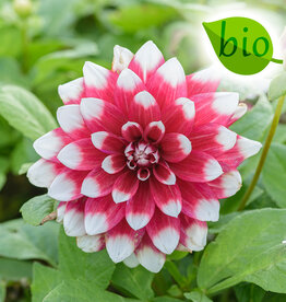 Dahlia  Dahlia 'Duet', BIO - ANGEBOT