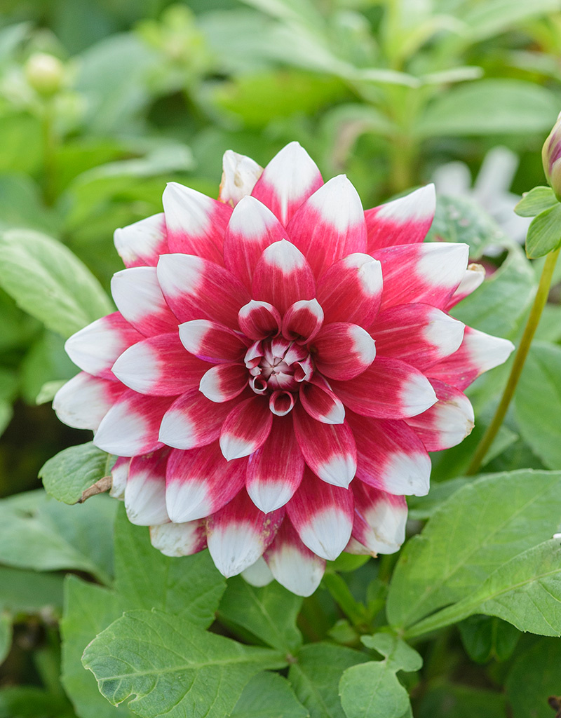 Dahlia  Dahlia 'Duet', BIO - ANGEBOT