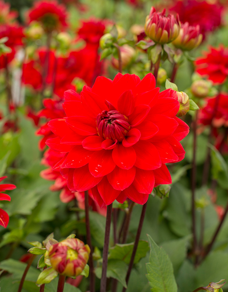 Dahlia  Dahlia 'Heatwave', BIO - ANGEBOT