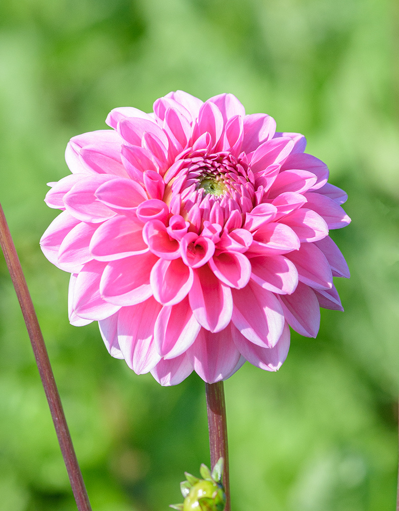 Dahlia  Dahlia 'Sandra', BIO - ANGEBOT