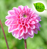 Dahlia  Dahlia 'Sandra', BIO - ANGEBOT