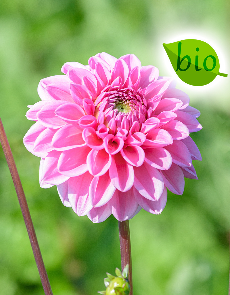 Dahlia  Dahlia 'Sandra', BIO - ANGEBOT
