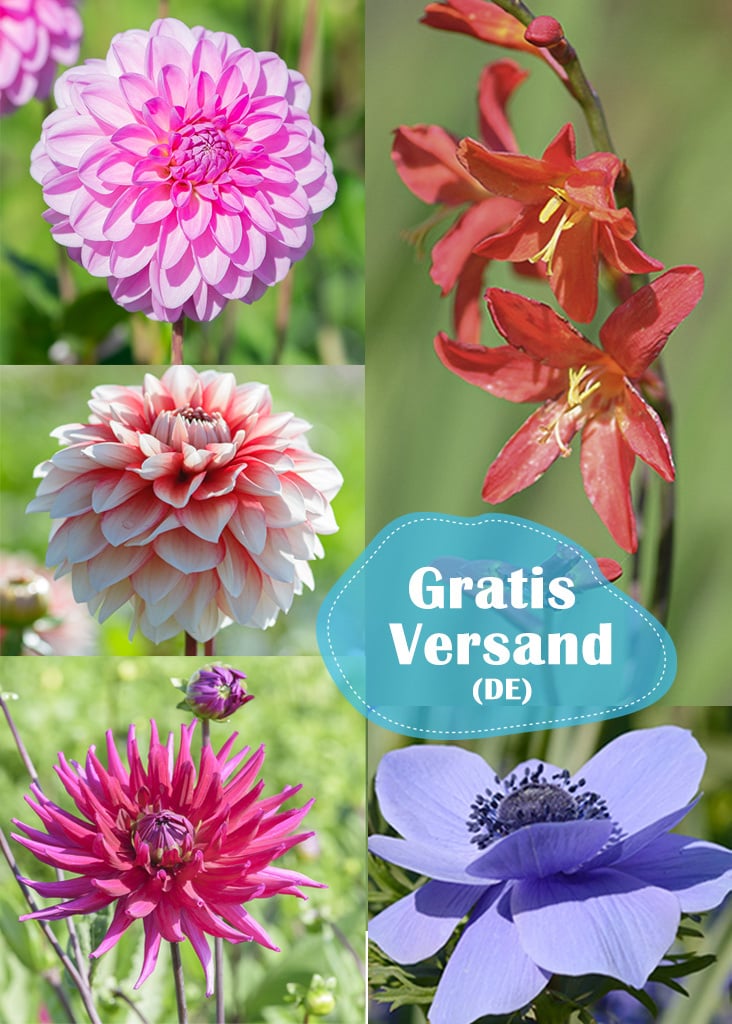 Mischung  Sommerzwiebelpaket