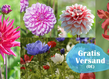 PAKET – Vorteilspackung