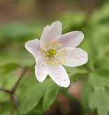 Buschwindröschen  Anemone nemorosa 'Frühlingsfee' (Buschwindröschen) - Stinsenpflanze - Topf