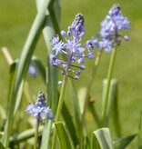 Blaustern Scilla persica
