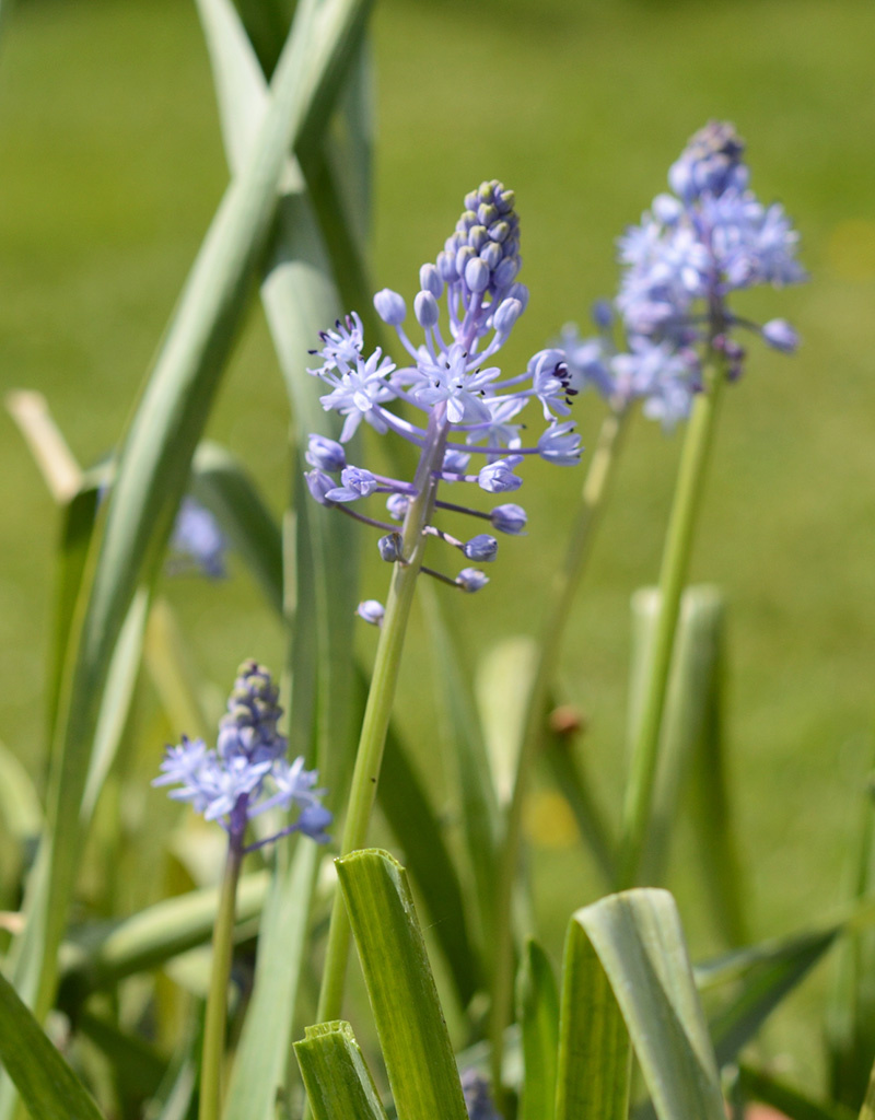 Blaustern Scilla persica