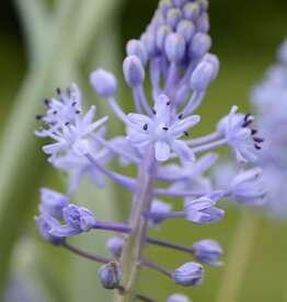 Blaustern Scilla persica